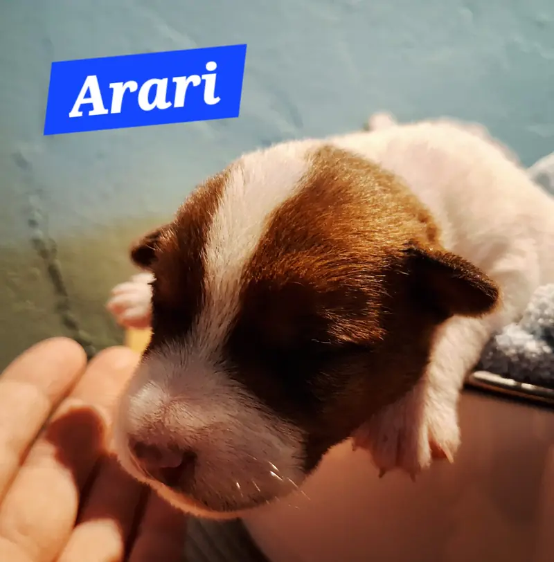 Atari – Parson Russell Terrier幼犬 – 图片 2