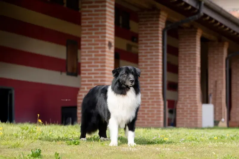 Australian Shepherd Deckrüde / Black bi / ASCA gallery image 4