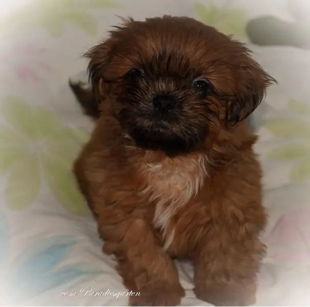 Duke vom Paradiesgarten – Shih Tzu hvalp – Billede 4