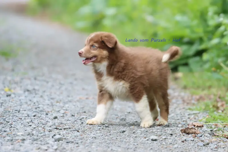Lando – štěně Australian Shepherd – Foto 3