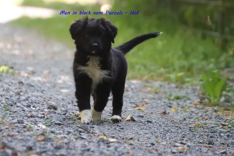 Men in black – щенок Australian Shepherd – Фото 4