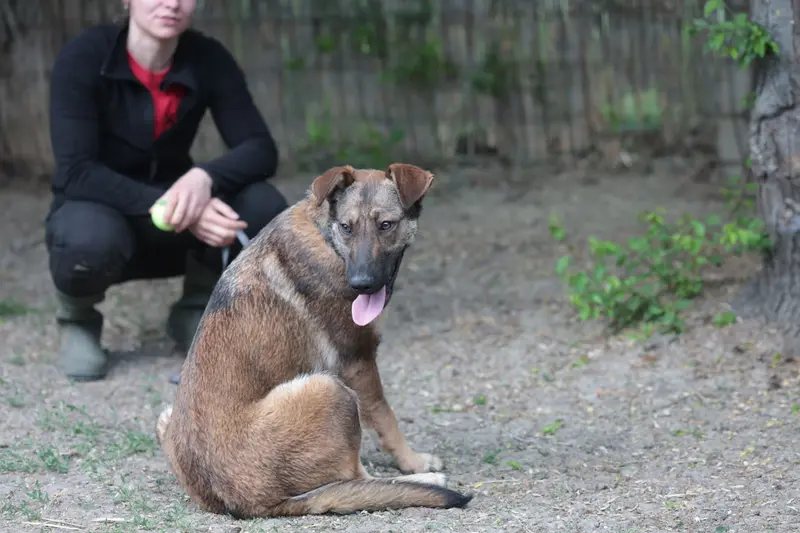 Resi – Schäferhund-Mix – Photo 3