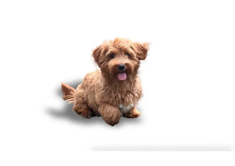 Havaneser Babys \"littlefoot Sunshine\" geboren – Cachorro de Havaneser – Foto 2