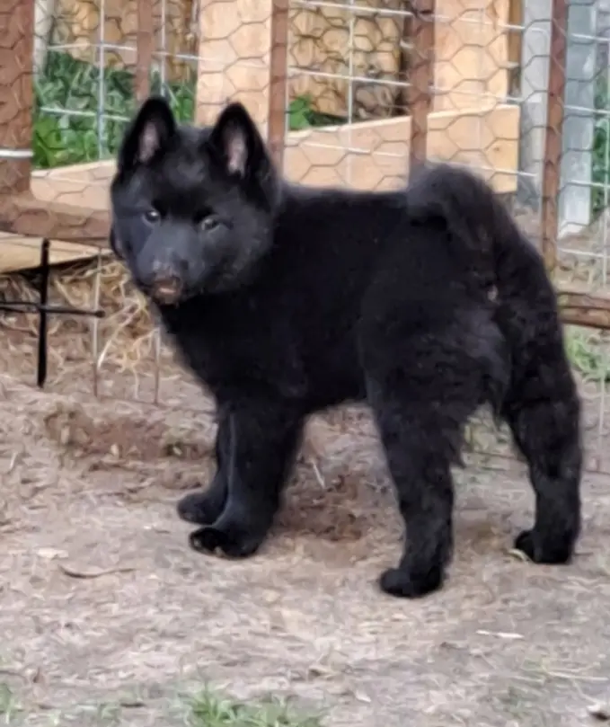 Black Star Schipperkes Bubbles – štěně Schipperke – Foto 3