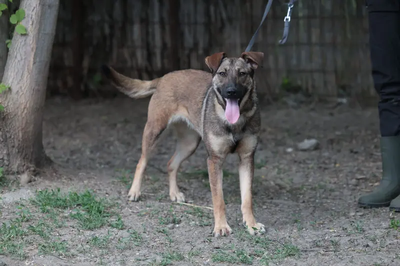 Resi – Schäferhund-Mix – Photo 2