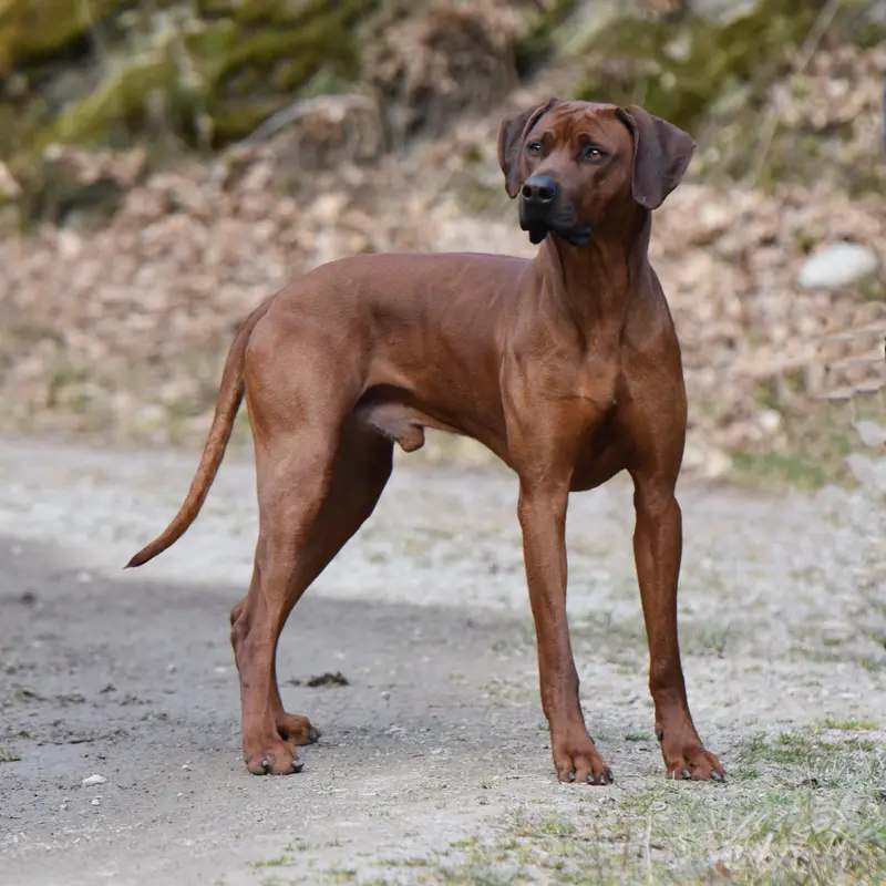 Callycoo – Rhodesian Ridgeback – Фото 3