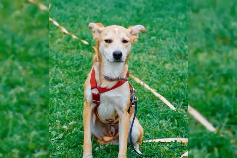Loki gallery image 3