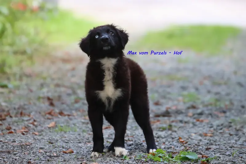 Max – Australian Shepherd Pup – Foto 4