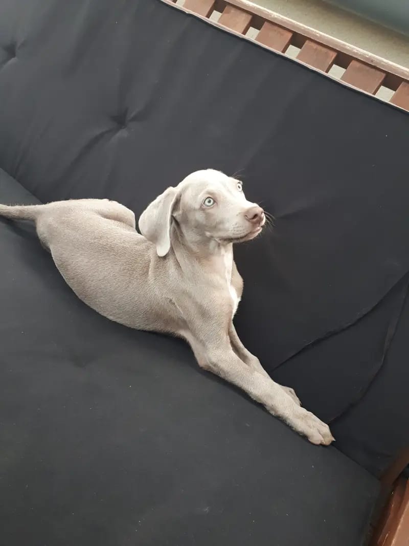 Balu von Schloss Kranichberg – Weimaraner – Zdjęcie 3