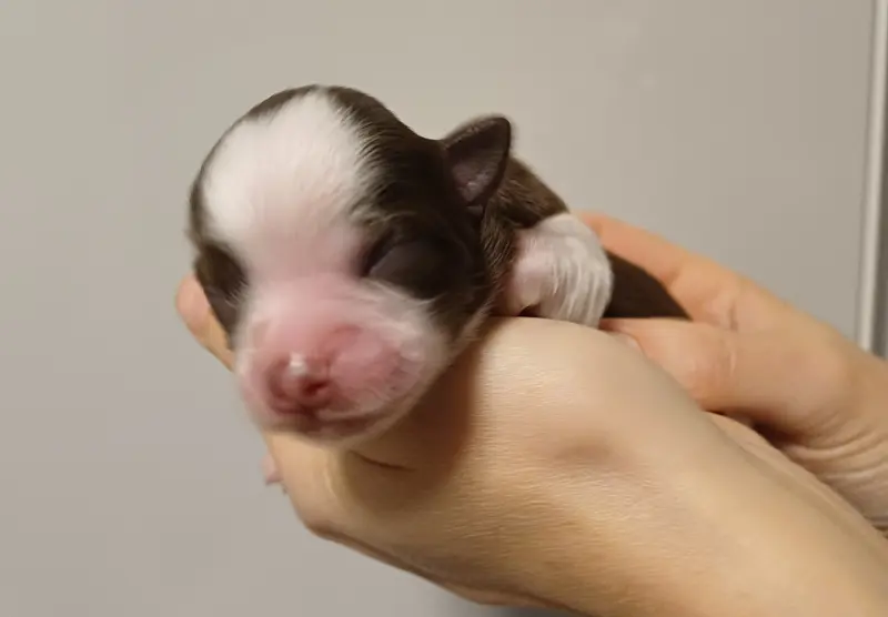 Zero von den Feenkindern – štěně Chihuahua – Foto 2