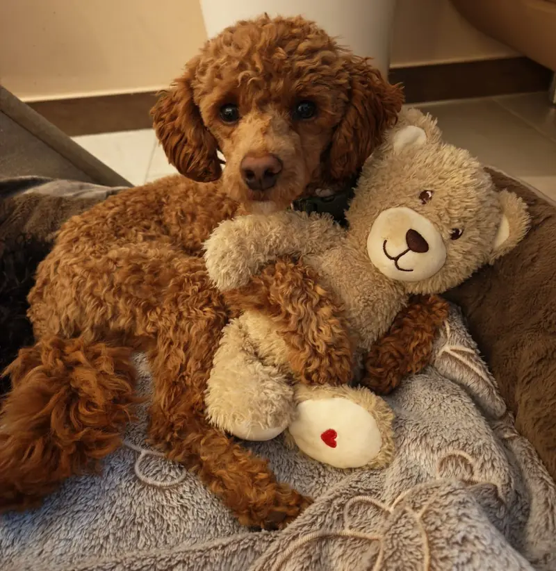 Deckrüde , Zwergpudel -- Les bijoux des Rois " Peanut " -- rot weiß Harlekin - KEIN VERKAUF – Cachorro de Zwergpudel – Foto 4