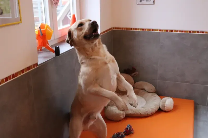 Christmas of Mustang Valley gallery image 4