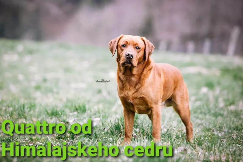 Quattro od Himalajskeho cedru  gallery image 2