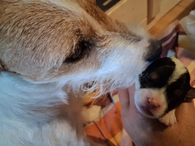 Parson Russell Terrier Zucht vom Belfinshof – Parson Russell Terrier – Photo 4