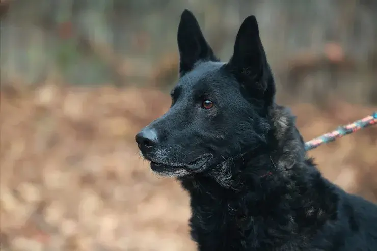Elvis – Schäferhund-Mix – Photo 2