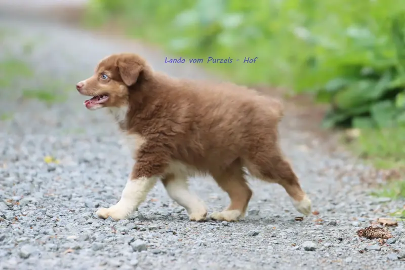 Lando – štěně Australian Shepherd – Foto 4