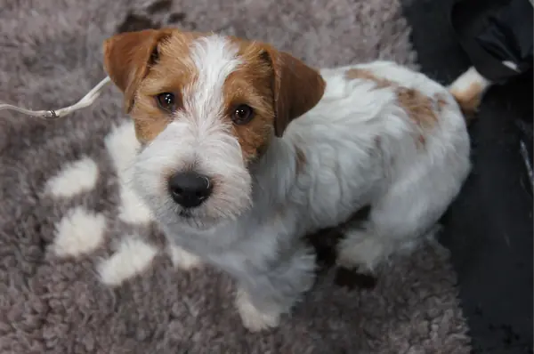 Nemo – Jack Russell Terrier – Billede 2