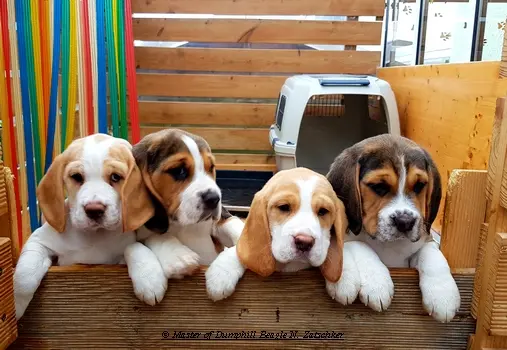 Master of Dumphill Beagle Kennel – Beagle – Billede 3