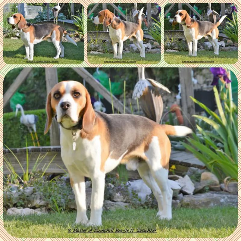 Pluto vom Liebensteiner Schloss – Beagle – Billede 3