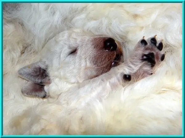 Haquani – Kuvasz hvalp – Billede 2
