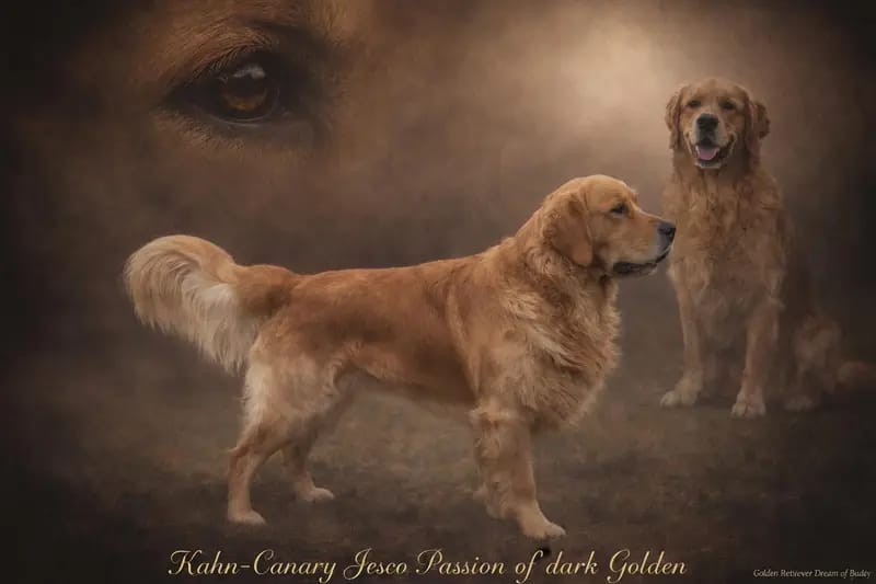 Kahn-Canary Jesco Passion of dark Golden gallery image 2