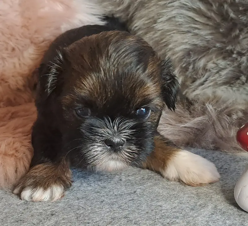 Jody – štěně Shih Tzu – Foto 3