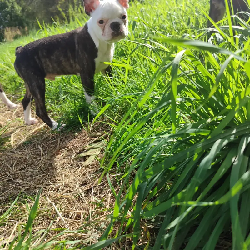 Ash – Boston Terrier幼犬 – 图片 3