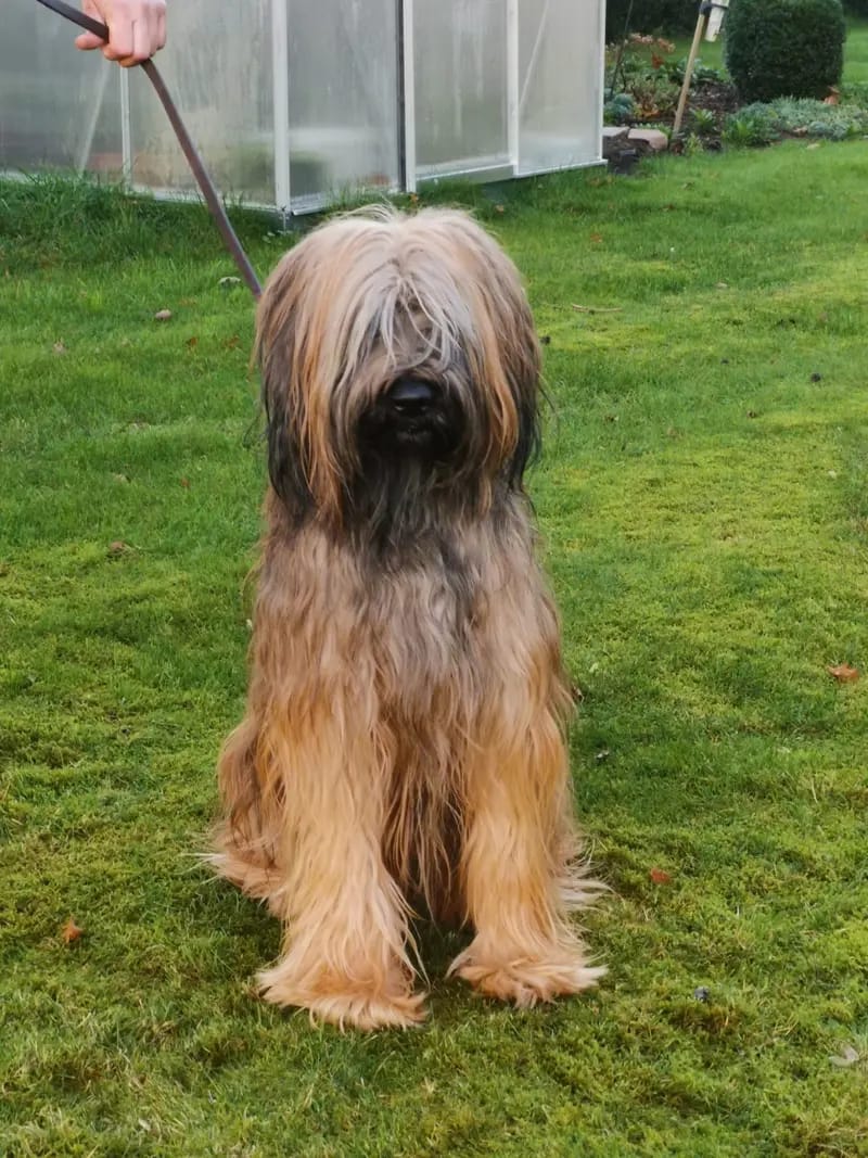 Baxter von der Leineweber  gallery image 2