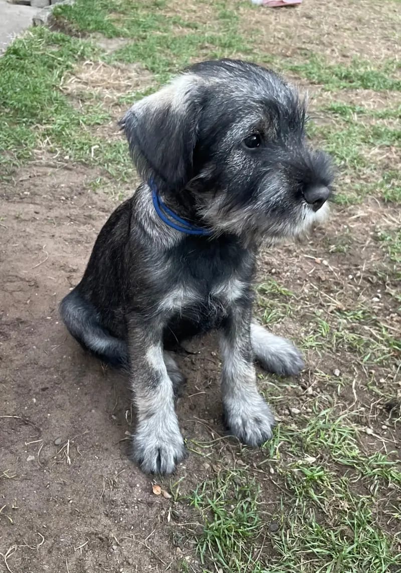 Schnauzer Puppy – 图片 4