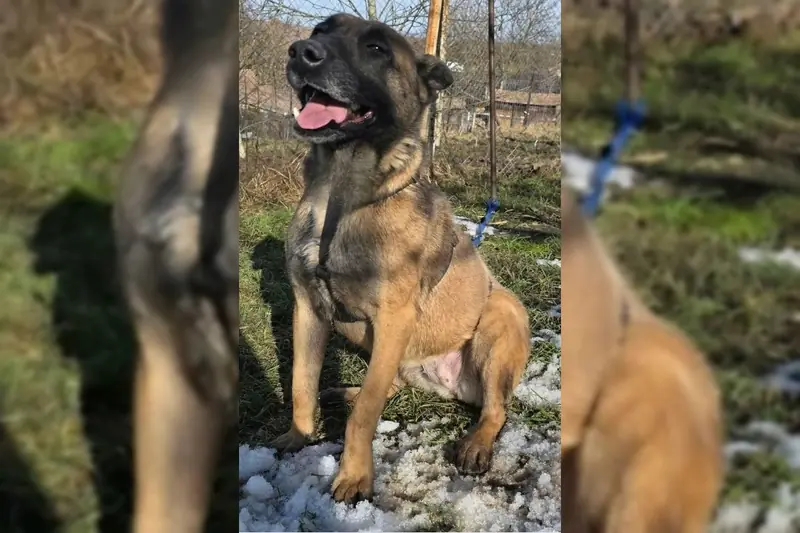 Malika – Malinois [reinrassig] – Foto 4