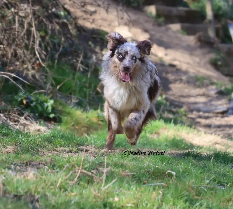 Zoe Dakota vom Purzels - Hof – Australian Shepherd – 图片 4
