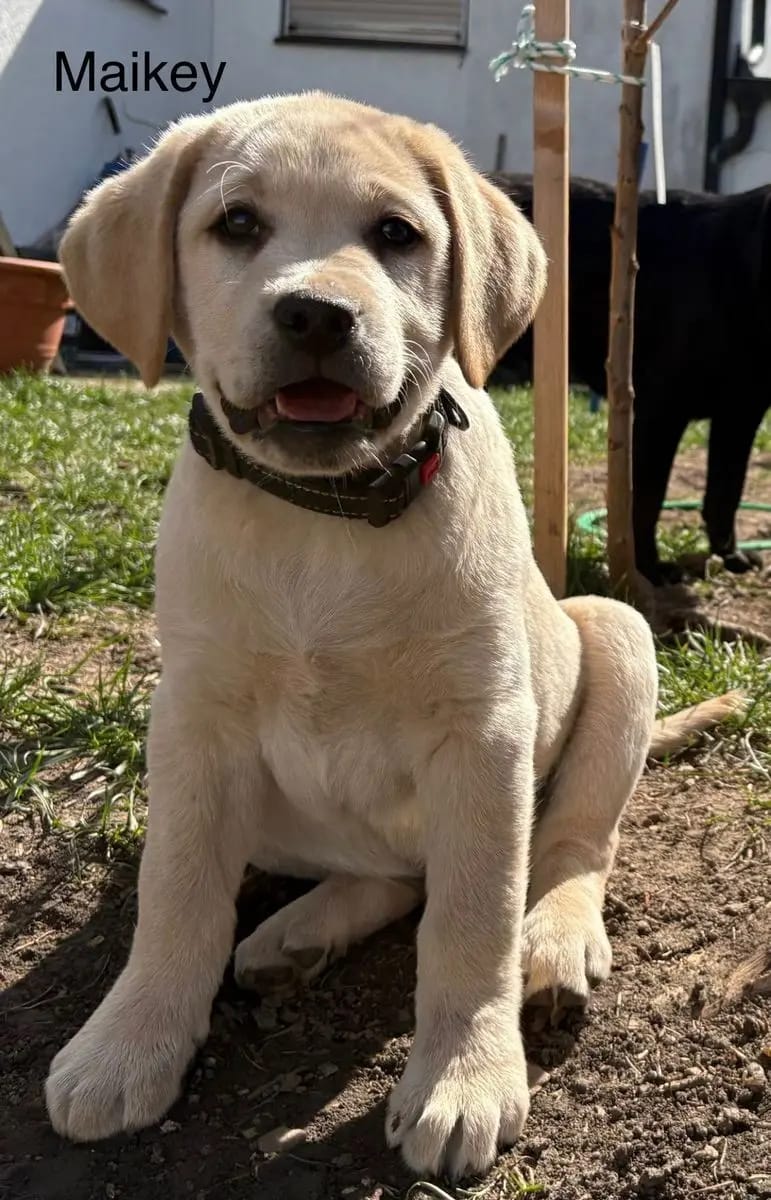 Wunderschöne reinrassige Labrador Welpen (Rüden) mit Ahnenpass suchen ab sofort liebevolles Zuhause gallery image 3