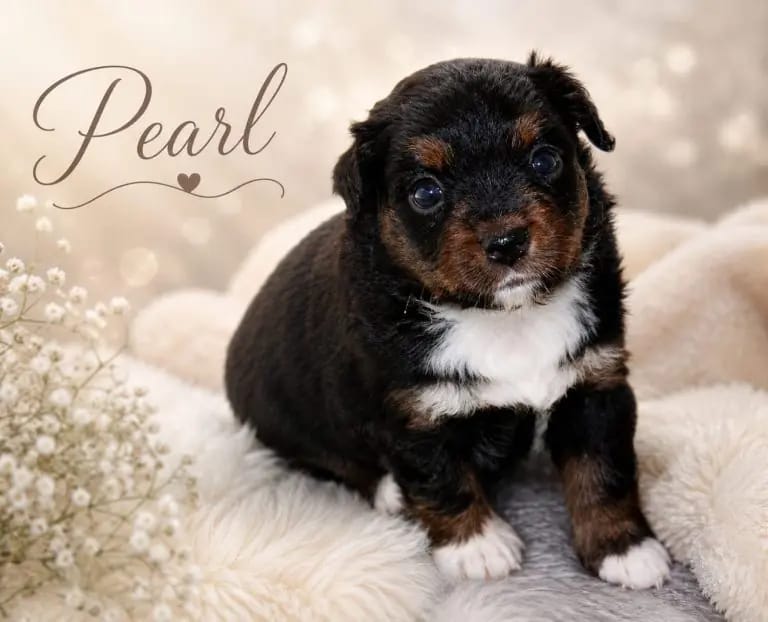 Pearl – щенок Australian Shepherd – Фото 4
