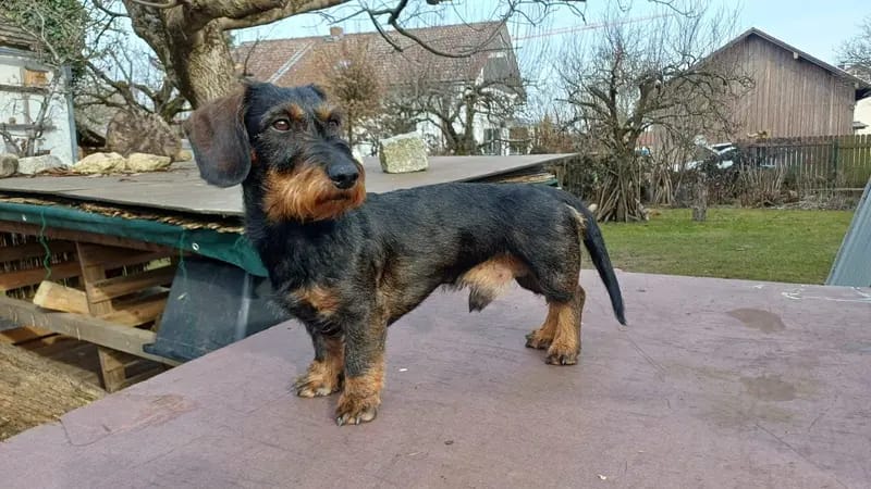 Wurferwartung Rauhaardackel standard – Dackel幼犬 – 图片 2