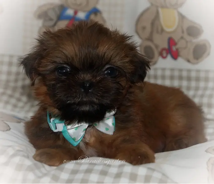 Krümel vom Paradiesgarten – štěně Shih Tzu – Foto 4