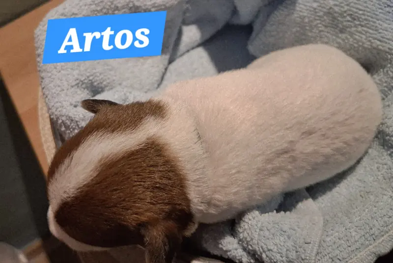 Artos – Parson Russell Terrier幼犬 – 图片 2
