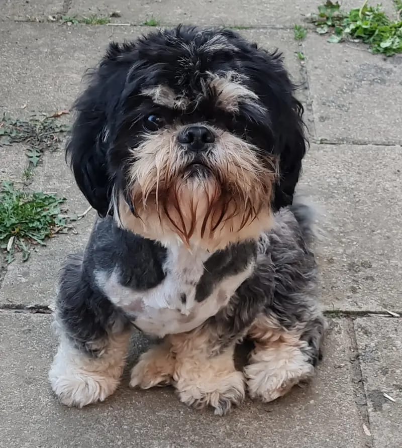 Yakari Shihtzu Made in Germany gallery image 2