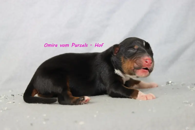 Omira – Australian Shepherd Yavrusu – Fotoğraf 4