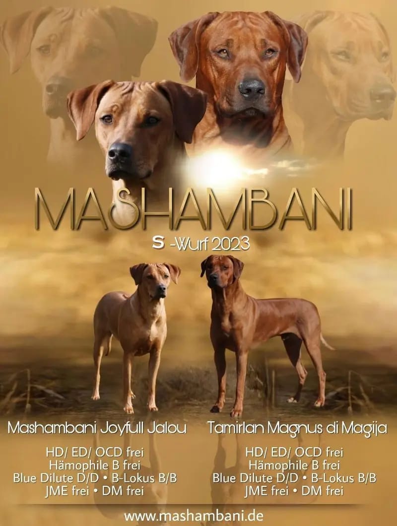 Mashambani Rhodesian Ridgebacks gallery image 3