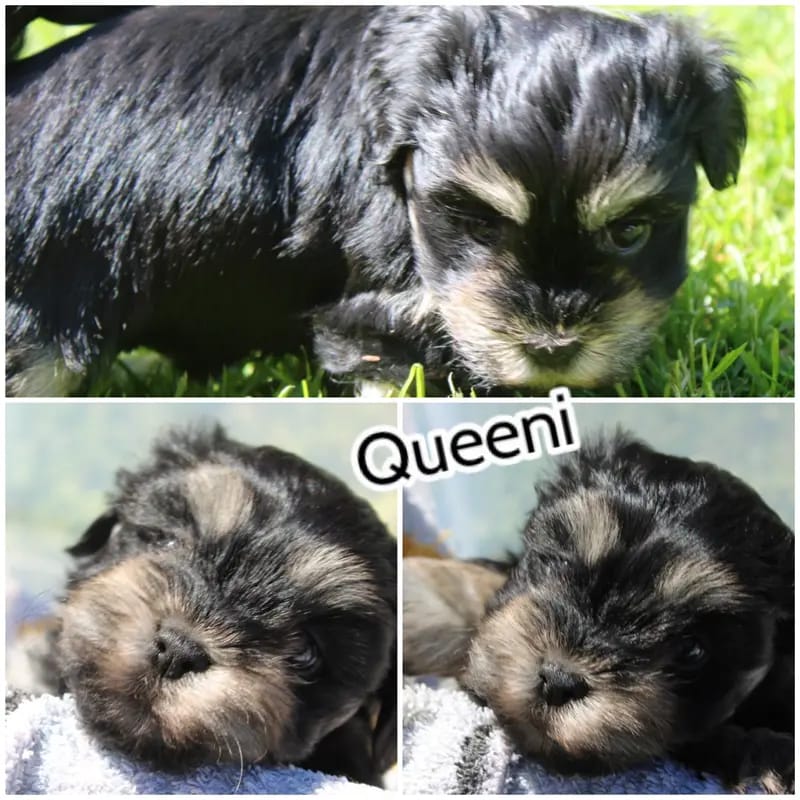 Queeni gallery image 4