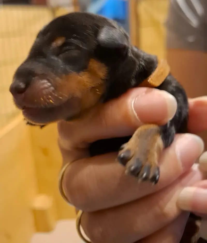 Jessie – Zwergpinscher Puppy – Photo 4