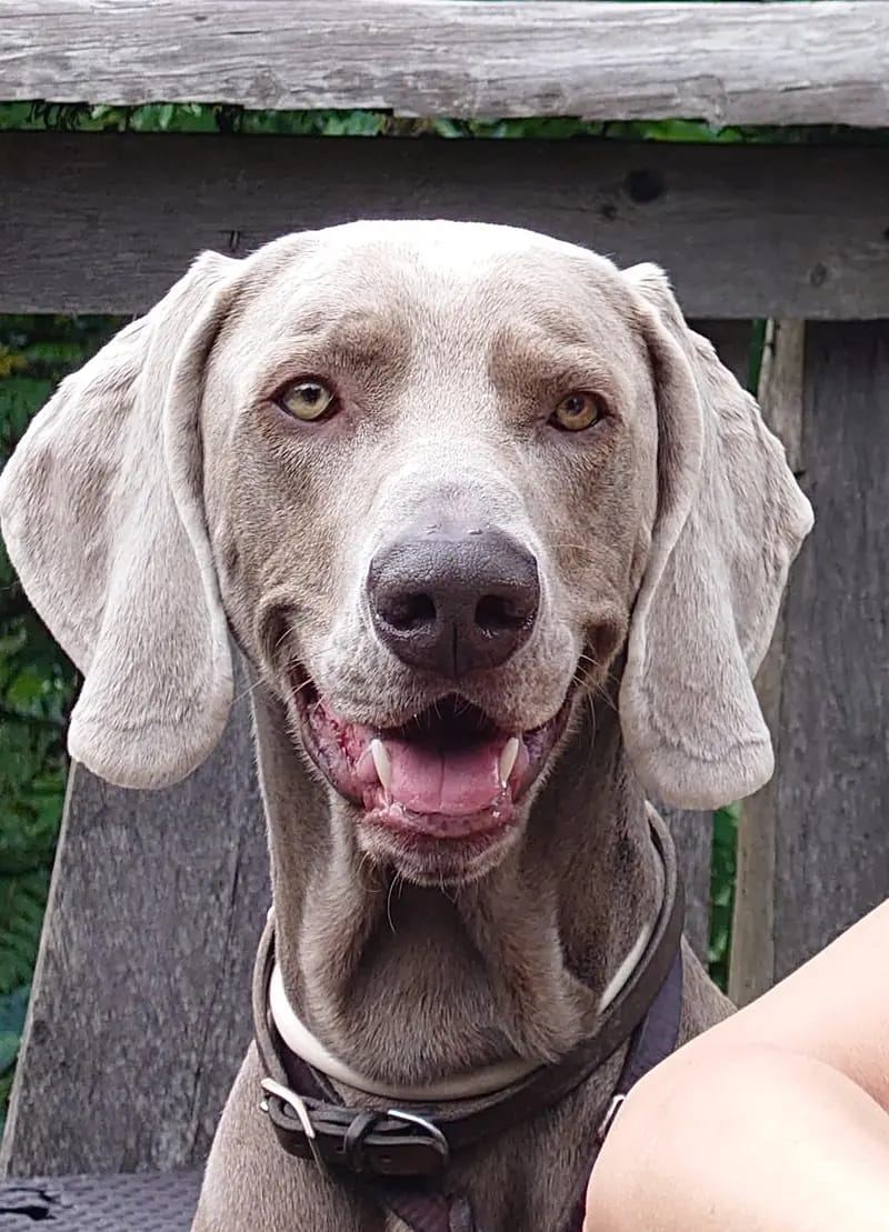 Kornelius "Cooper" vom Pfauenhof – Weimaraner – Zdjęcie 4