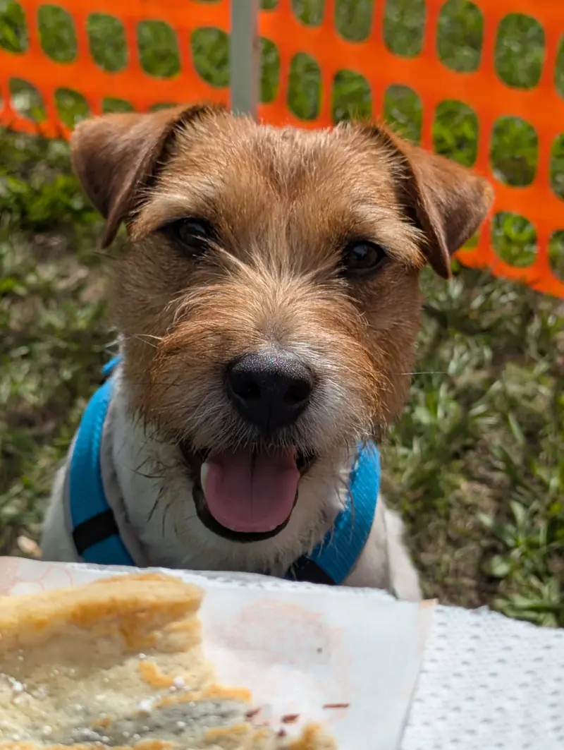 Parson Fall Voice of Germany – Parson Russell Terrier – Photo 2