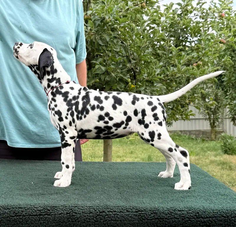 Dalmatrix French Kiss – Dalmatiner Puppy – Photo 3