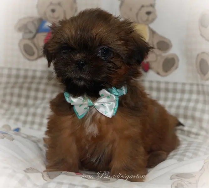Krümel vom Paradiesgarten – štěně Shih Tzu – Foto 2