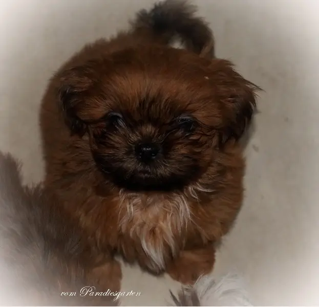 Duke vom Paradiesgarten – Shih Tzu hvalp – Billede 3