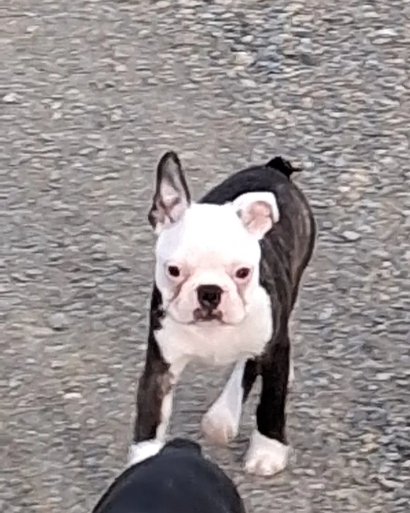 Ash – Boston Terrier幼犬 – 图片 4