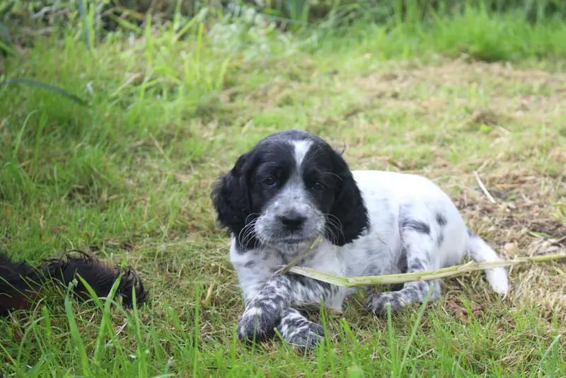 Wunderschöne English setter Welpen mit Stammbaum gallery image 2