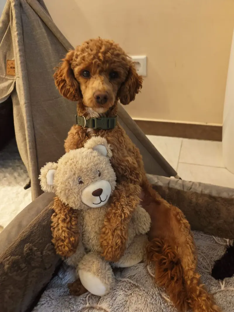 Deckrüde , Zwergpudel -- Les bijoux des Rois " Peanut " -- rot weiß Harlekin - KEIN VERKAUF – Cachorro de Zwergpudel – Foto 3