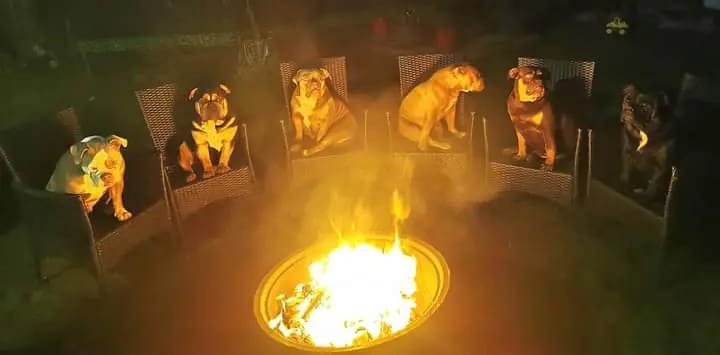 Heartbreaker-Bulldogs  gallery image 2